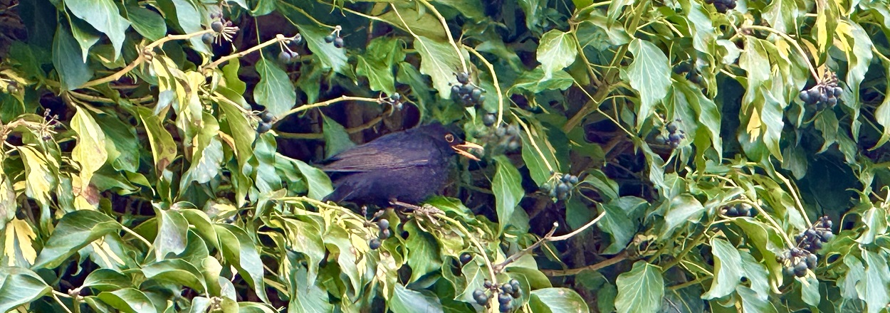 Amsel 2