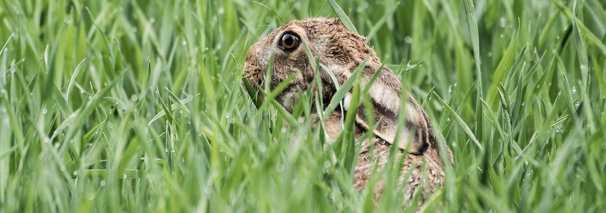 Hase 3