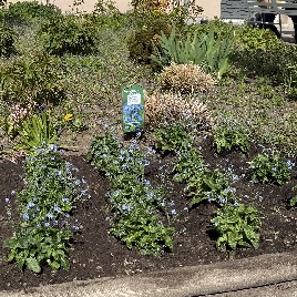 Vergissmeinnicht-Tag